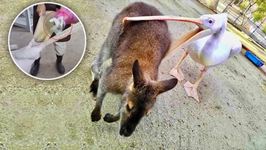 香港4949澳门正版免费资料大全肠炎的最佳治疗方法,外卖员都不碰的十大外卖,最佳精选解释落实_钻石版V13.31